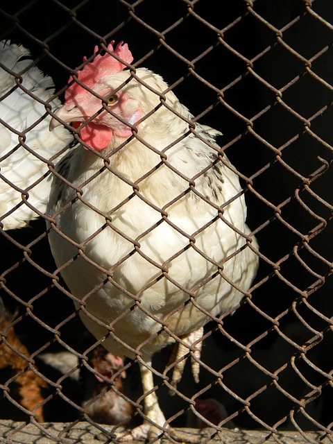 勇士新星波斯特稳步成长，科尔信任得到回报.